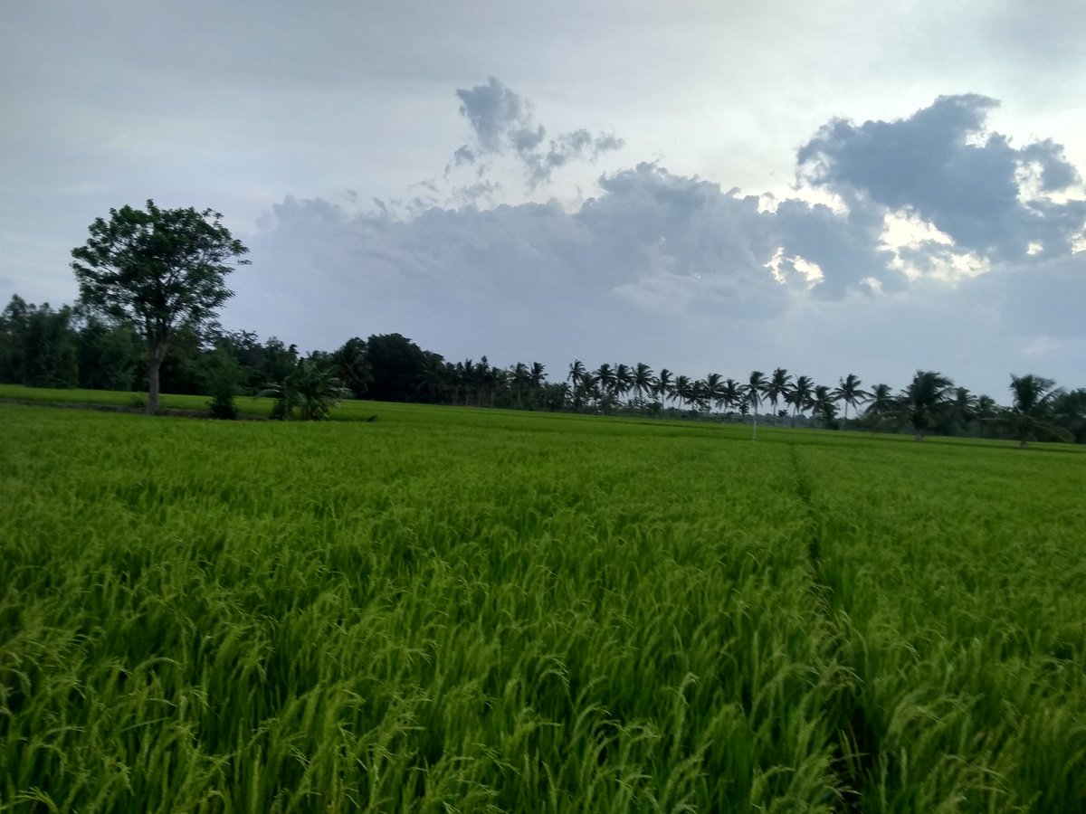 Gowthaman39's tweet photo. @Photo0fTheDay #goodwether
#earthysmell #pleasent #eveningsky https://t.co/FURbniQBeC