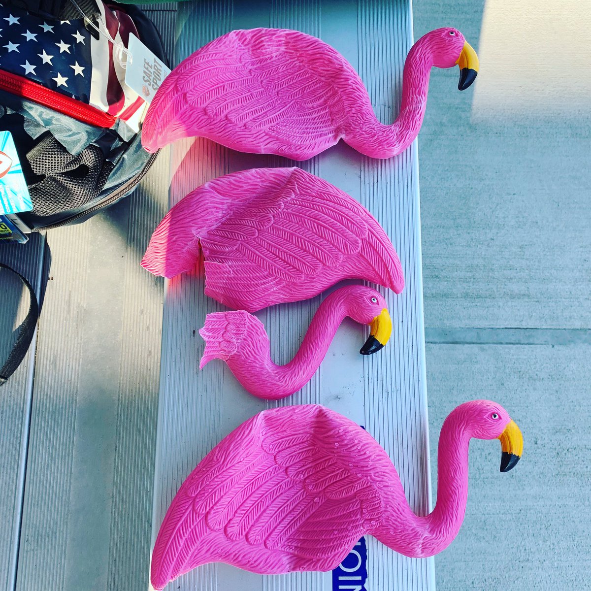 CoachKimi's tweet photo. One of the Flamingos suffered in today’s relays. https://t.co/EgtyYQZnTc