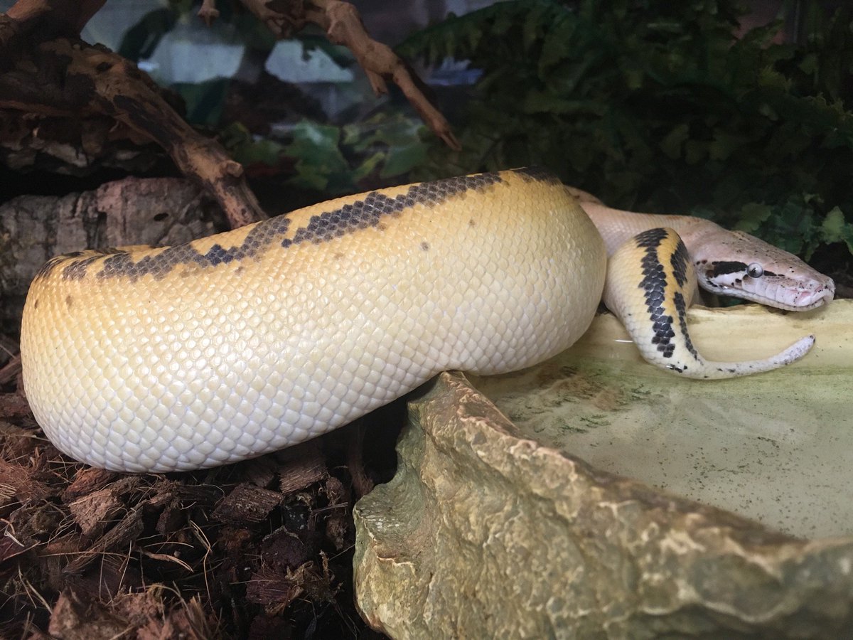 Ash_l337_'s tweet image. I was able to hold a Blood Python for the first time the other day. They are truly lovely snakes. And chunky! More like sausages than noodles. 🤣🐍
#snakes #bloodpython