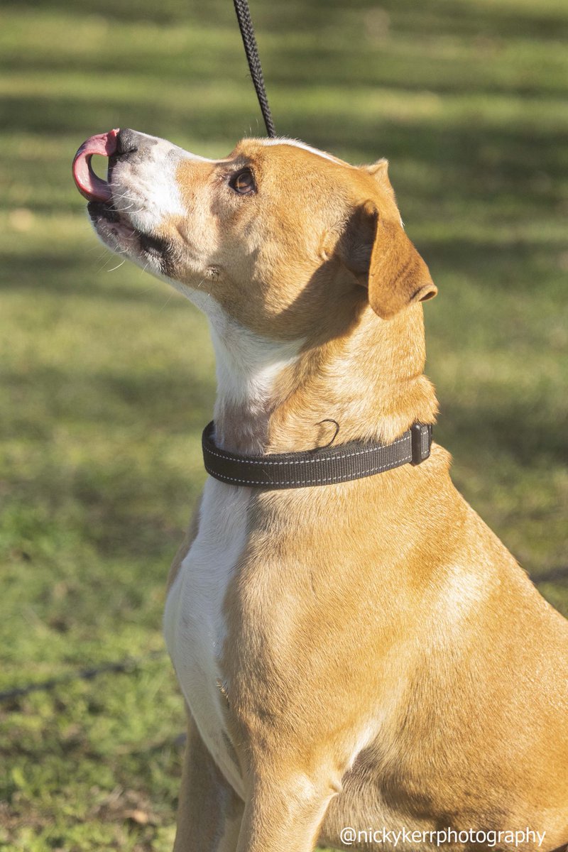 Dogwatch Fundraising tweet media