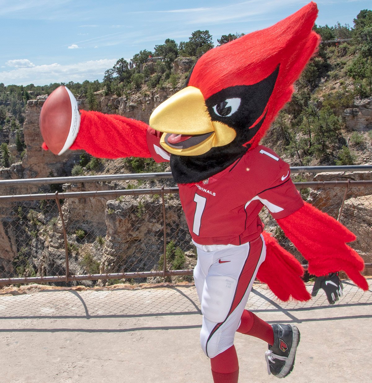 Grand Canyon NPS on X: Big Red, mascot of the AZ Cardinals Football Team,  visited the S. Rim today to the delight of the park visitors who discovered  the first 3 of