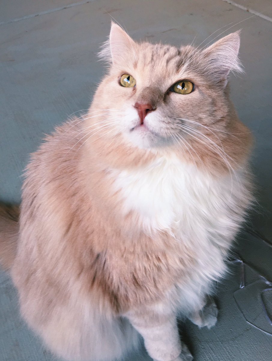 love this fluffball