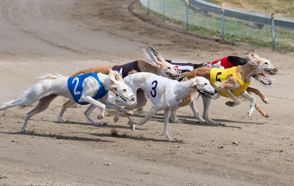 dog track betting terms sports