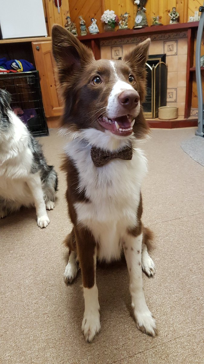 Tessmoss's tweet photo. Ben looks very dapper in his matching bow tie! #redcollie #bordercollie https://t.co/bzDXpmR29g