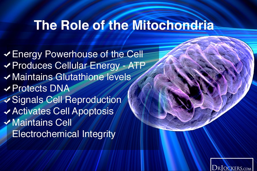 What's the role of Mitochondria?
🧬🔬💪 #mitochondria #ATP #cellularenergy