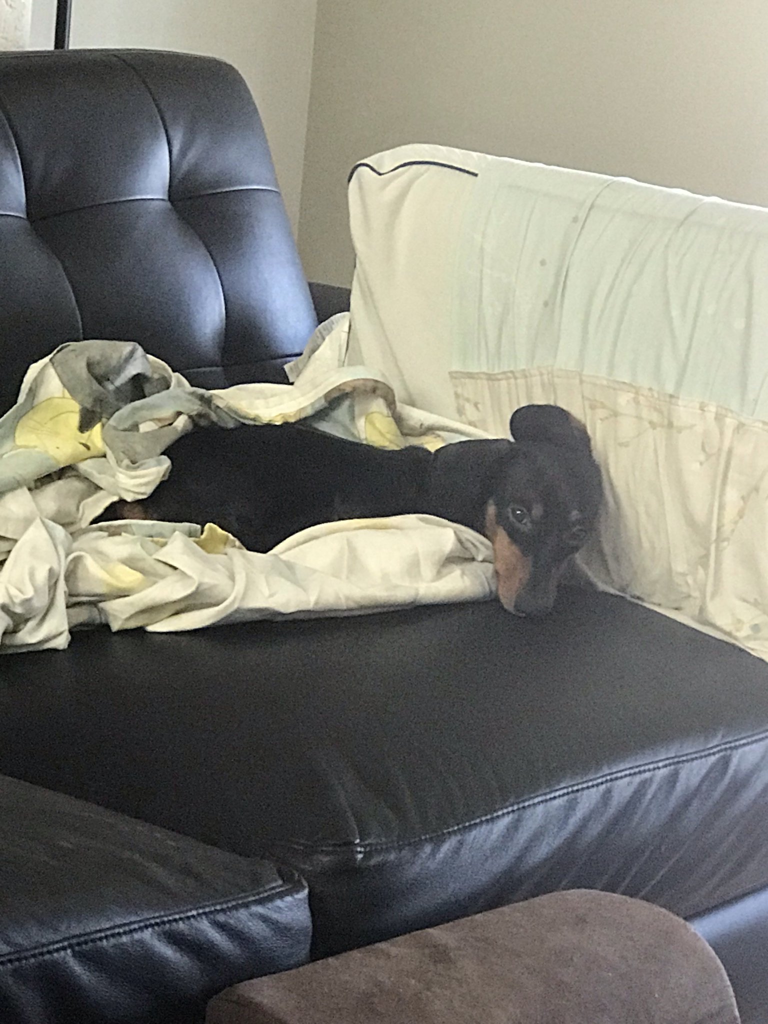 Doki 🐣 on Twitter "just found out my dog chewed through my tablet