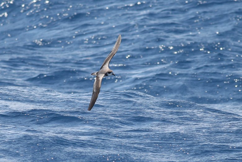 Seabirding's tweet photo. Trip report, lists, and photos are up on our blog for the July 26 &amp; 27th trips!  Check them out here: https://t.co/FMcEGNdvca
Bermuda Petrel photos by Kate Sutherland #juviecahow #bermudapetrel #seabirding #hatterasnc https://t.co/uk26WaUPmC
