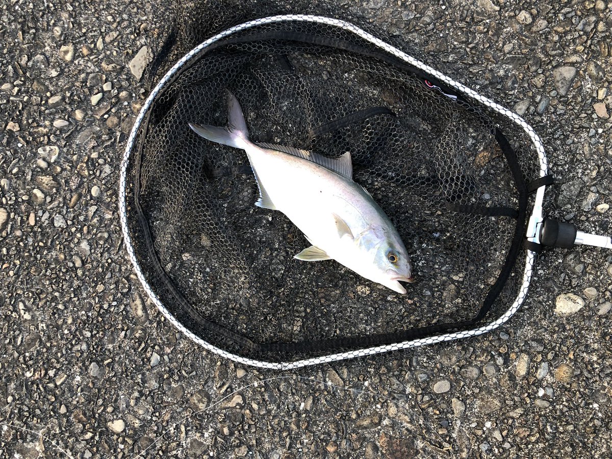 たっきー Wakabakundaro Twitter