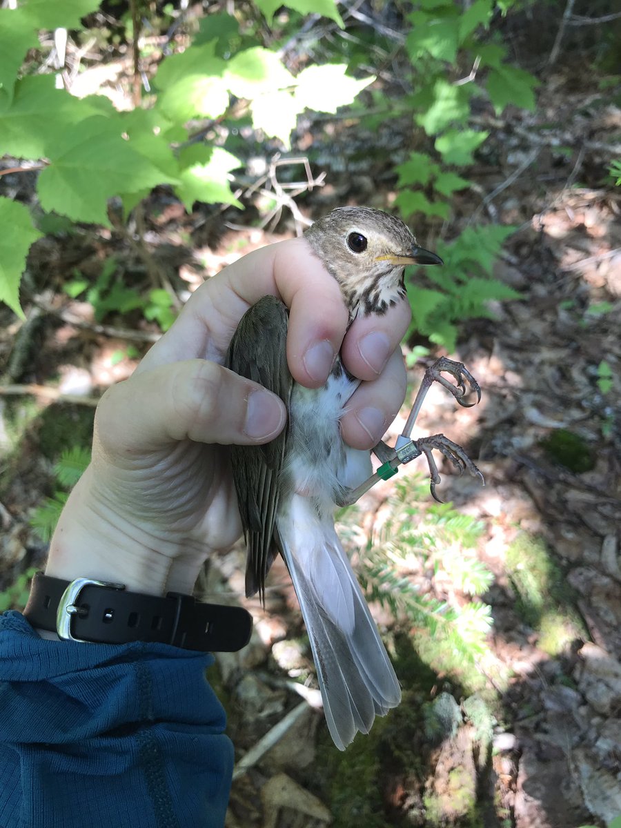 Well folks...that’s a wrap! 10 weeks later: 27 #nests found, 31 #swainsonsthrush caught, thousands of feet climbed. Just a few things left until the 2019 #fieldseason comes to an end. My #fieldtechnicians were...outstanding, motivated, supportive. Seriously.