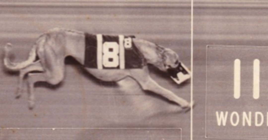 NGA Greyhound Assoc tweet media