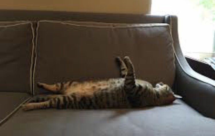 CatFoodBreath's tweet photo. Tony The Tiger has been like this since the #TourDeCouch ended.
#DeadTired #ButNotDead https://t.co/G3CPyCVo0I