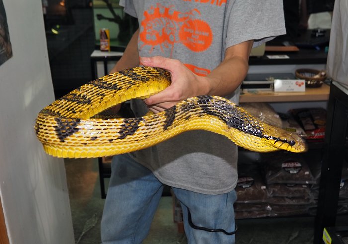 EGDE SNAKE スネーク ビキニ ローライズ 蛇 パイソン サイズM EGDE