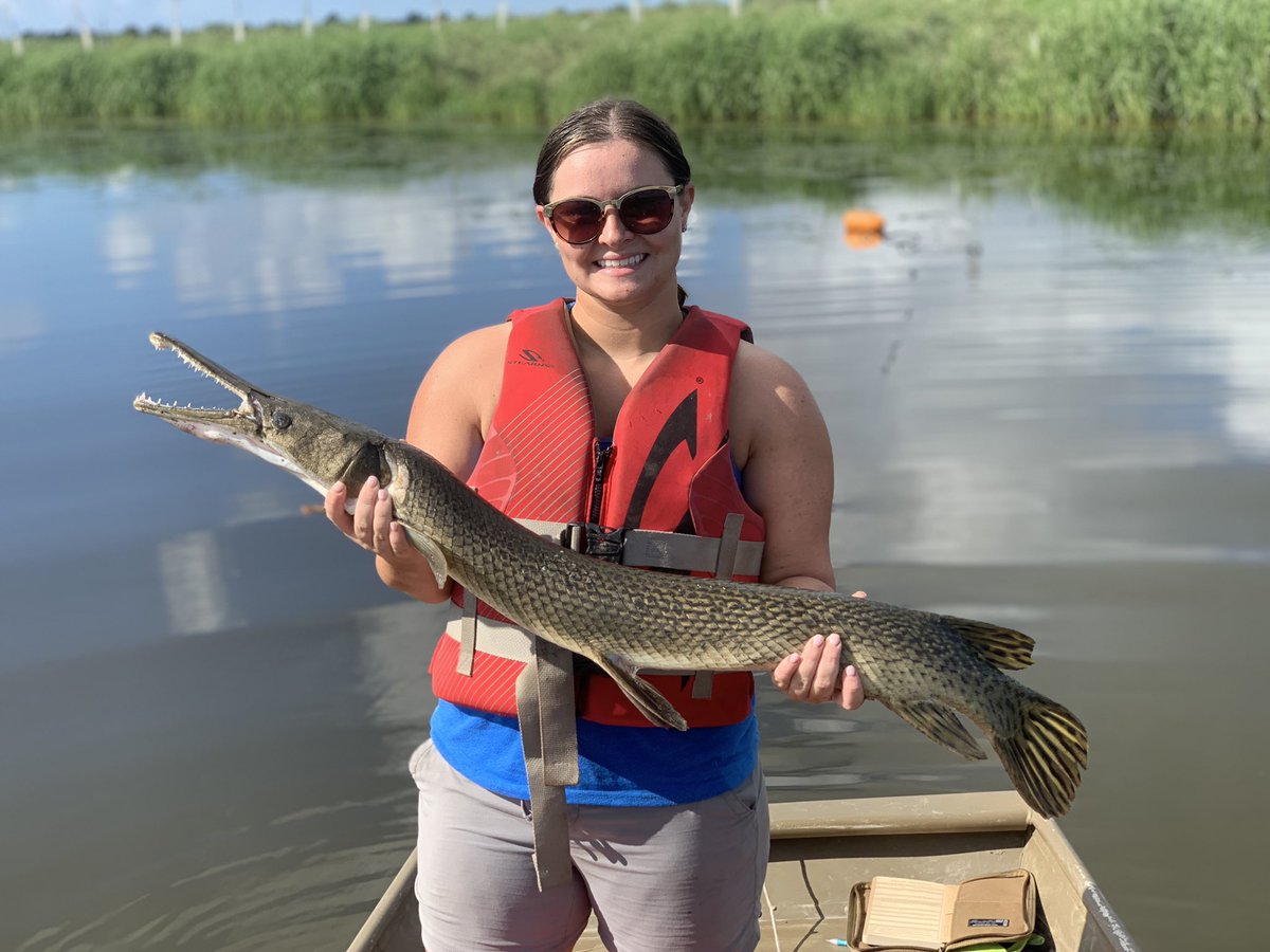 SarahFontana814's tweet image. Fieldwork Monday in the marsh with #GarLab SO MANY GARS ❤️