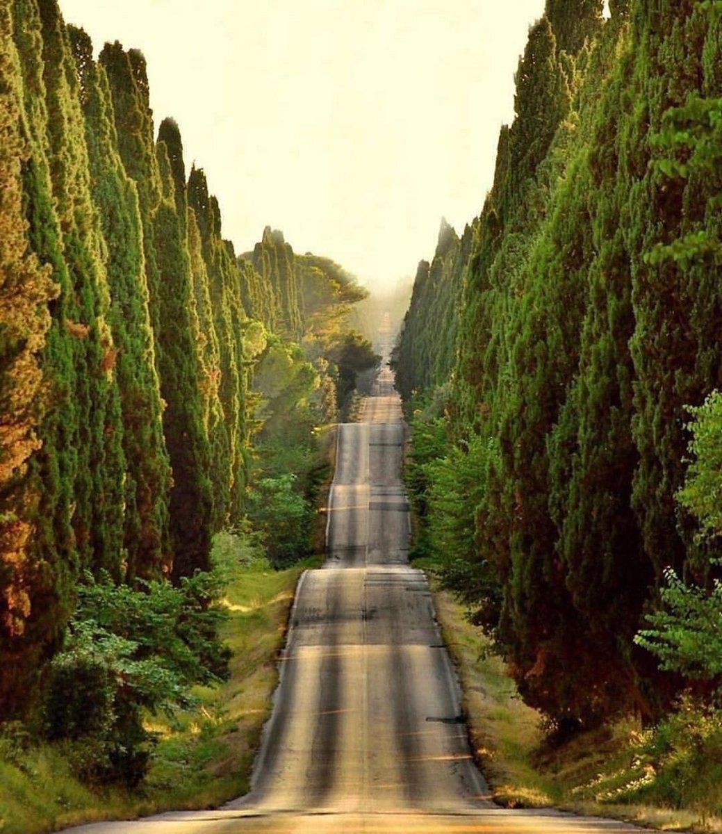 Wild Earth tweet media