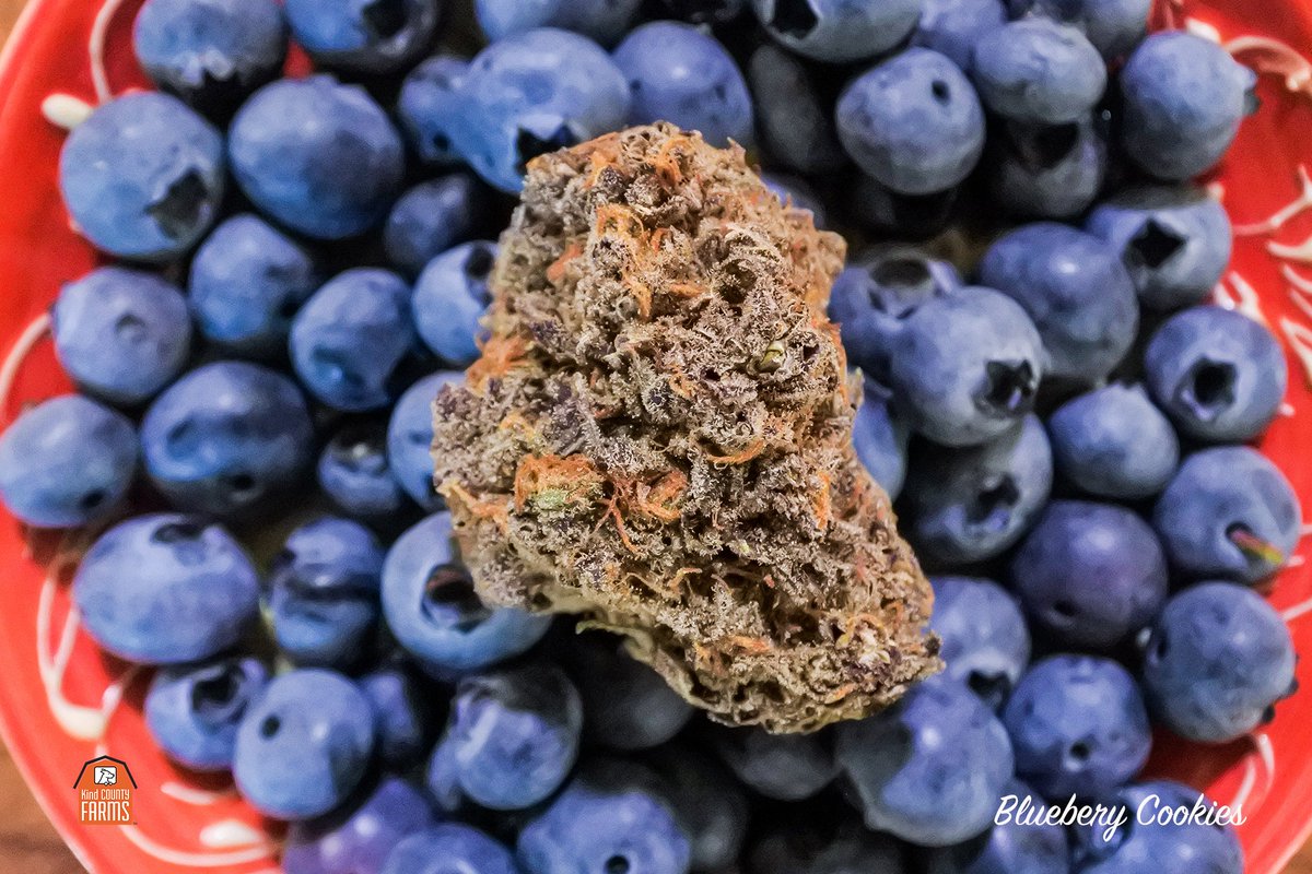 Introducing Blueberry Cookies #Unwindwithkind
.
.
.
.
.
#greendoorsf #bayarea #420 #mmj #crumble #topshelfflower #cannabiscommunity #dabbersdaily #weshouldsmoke #hightimes #westcoast #haight #outerrichmond #sanfranciscoworld #financialdistrict #presidioheights #laurelheights