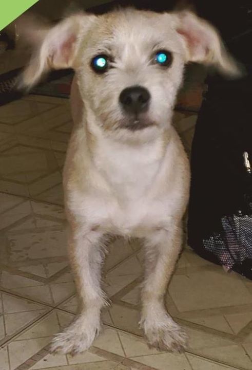 pincher maltese