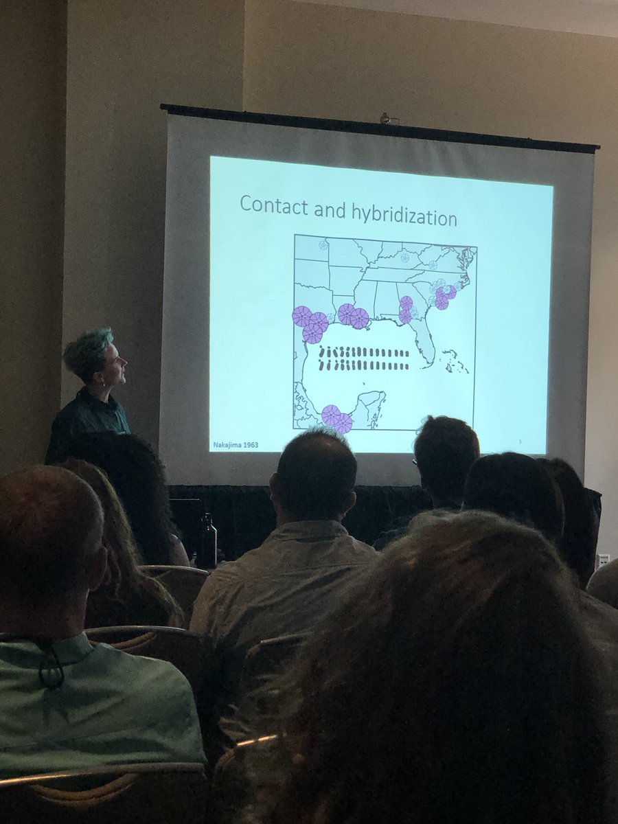 plantbotsci's tweet image. Discussing #geneflow and #selection in #morningglories right now in San Ignacio! @JoannaRifkin #botany2019 #morningglorymafia