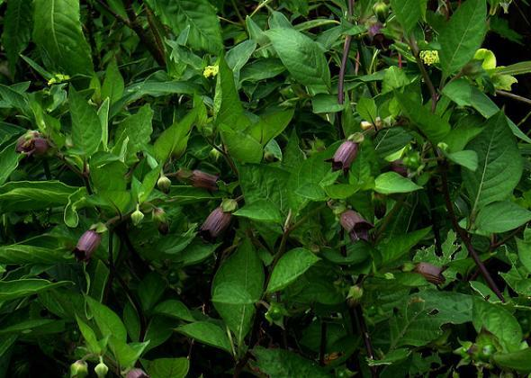 bridgetheos's tweet photo. Today's #sproutshoutout is deadly nightshade, a plant deserving of its name. Did your parents tell you never to eat wild berries unless you knew what they were? Just 2 can be deadly to children. It's considered an herb because it was once used as anesthesia.🌼 https://t.co/ntE0HIZrK4