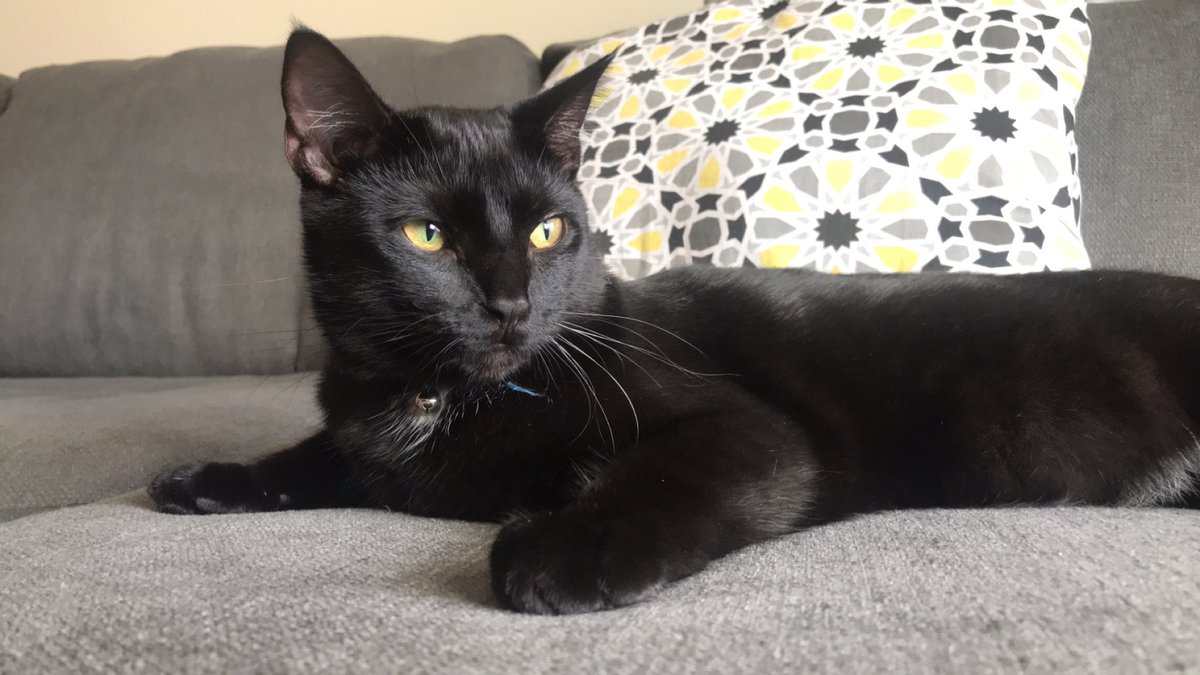 JordanLRowland's tweet photo. @CaitlynWinkle That’s Luna! 😍 and this is Severus. https://t.co/VuM8kkgFsU