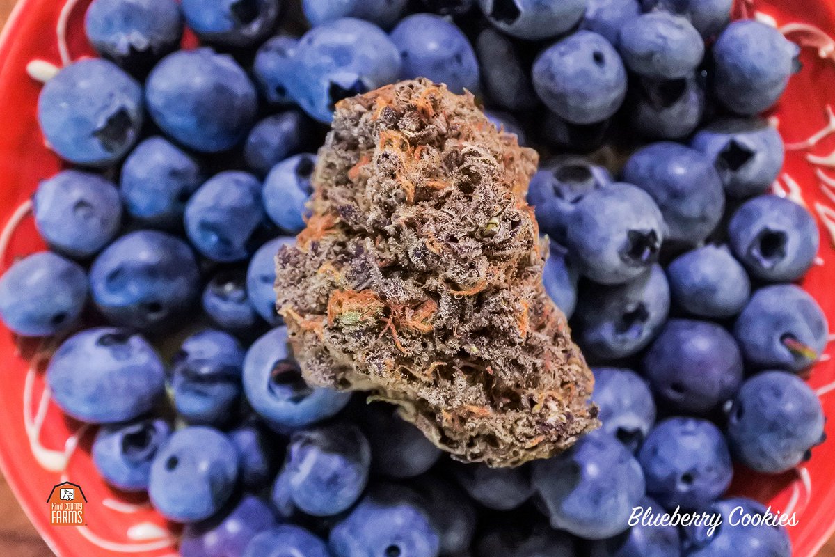 Introducing Blueberry Cookies
.
#Unwindwithkind . 
.
.
#greendoorsf #bayarea #420 #mmj #crumble #topshelfflower #cannabiscommunity #dabbersdaily #weshouldsmoke #hightimes #westcoast #haight #outerrichmond #sanfranciscoworld #financialdistrict #presidioheights #laurelheights