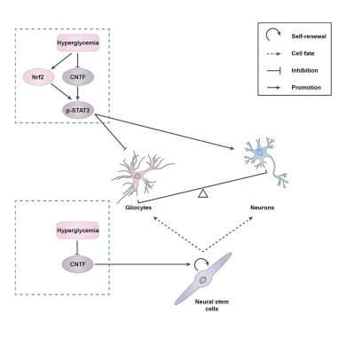 NeuralCell's tweet image. CNTF and Nrf2 are co-ordinately involved in regulating self-renewal and differentiation of #NeuralStemCell during embryonic neural development bit.ly/317uSTl