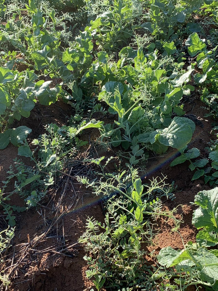 After being locked up for 4 months the girls are out and enjoying abit of variety in their diet