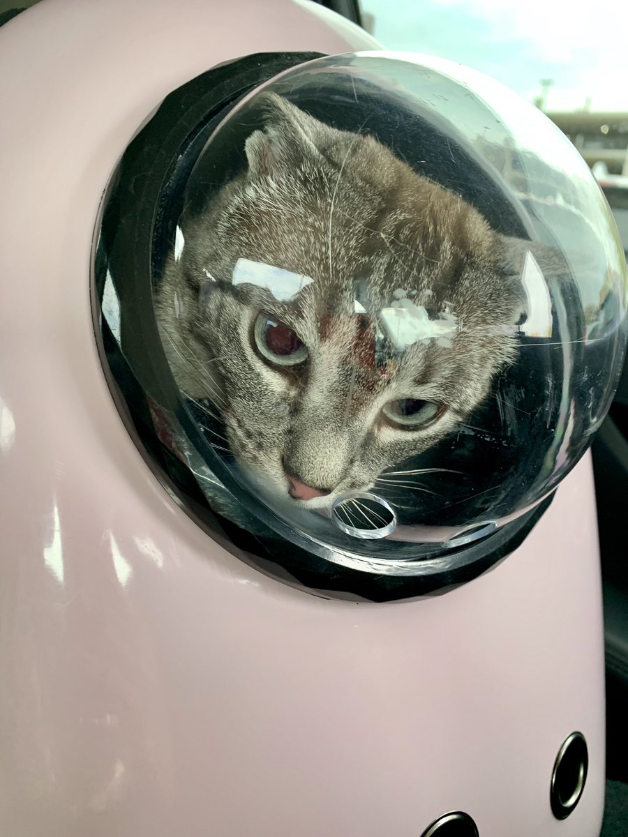 heather_wicker's tweet image. my bf told me he was bringing me a coffee at work today and I go downstairs and he brought MY CAT INTO MY CORPORATE OFFICE