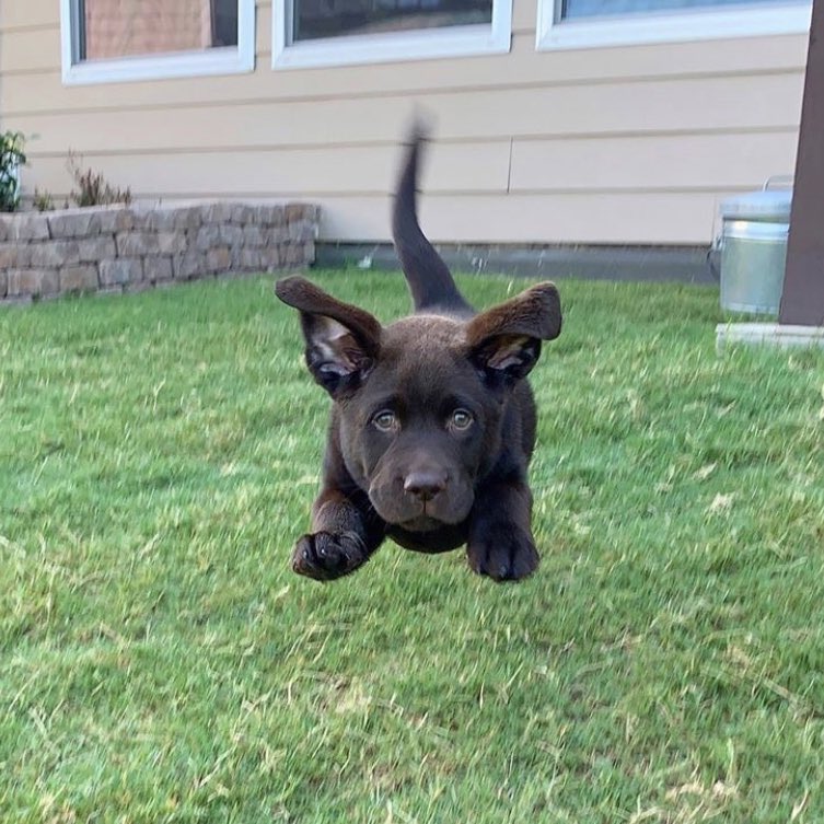 Dog argues over Twitter : r/bloxymemes