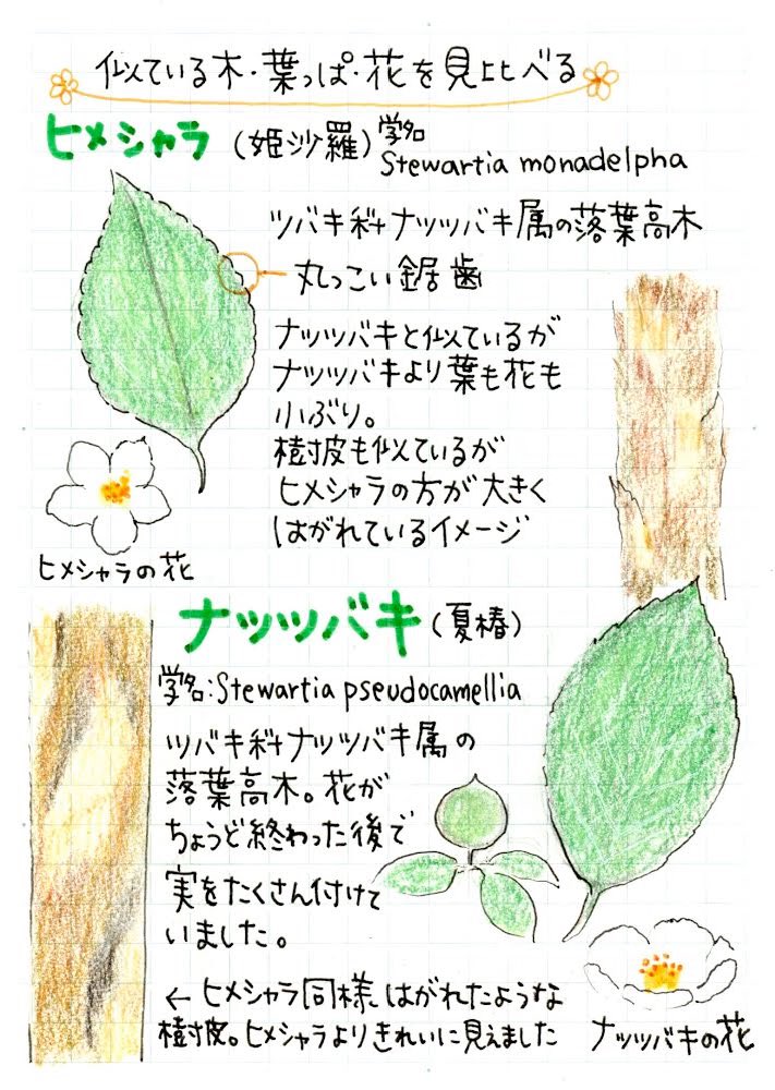 ピチコ舎 ٹوئٹر پر 先日の樹木勉強会の絵日記 その2 です 次回は場所を変えて檜原村で少し涼しいマチモノ樹木勉強会です マチモノ 樹木観察 虫 葉っぱ ダンゴムシ どんぐり クヌギ コナラ ムクゲ シロダモ ウメ ヒメシャラ ナツツバキ イイギリ