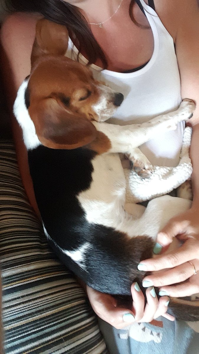 grantlyhall's tweet photo. Someone had a LOT of fun at Bark Avenue. #beeslythebeagle https://t.co/8mQjtUsQUB