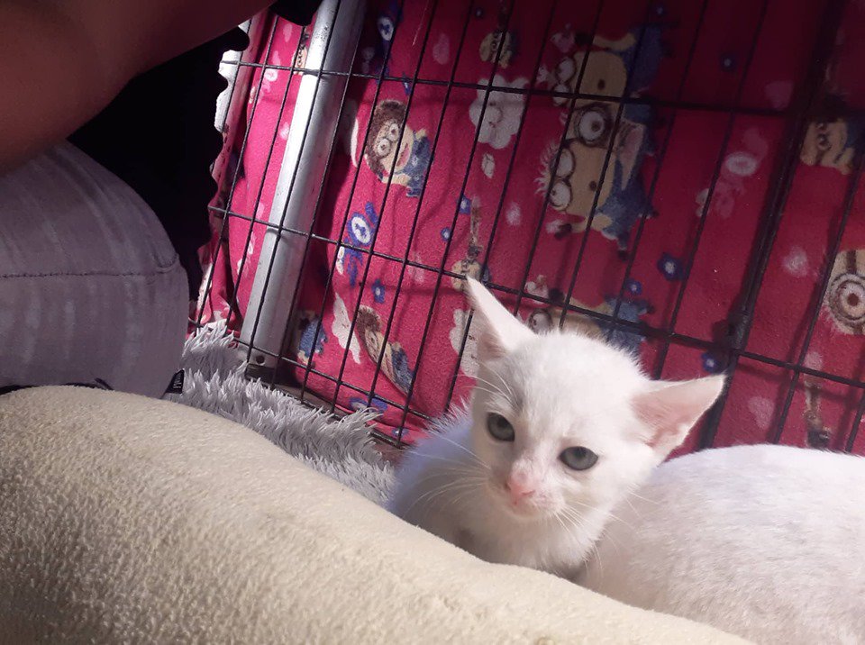 rapplerdotcom's tweet photo. TAKE ME HOME? A shelter in Cebu City organizes adoption events in malls to find homes for stray puppies and kittens. #GoodRap https://t.co/sNtQXbXugE