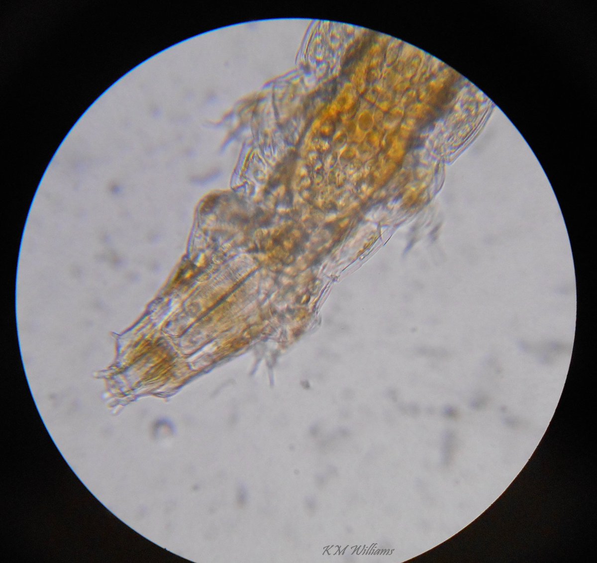 SeaSpongeCake's tweet photo. It's #TardigradeTuesday! π±
The name "tardigrade" means "slow-stepping", but sometimes when you try to take a photo, they hit warp speed π
#Milnesium #Tardigrade #WaterBear #WildOz #WorstPic πΈ https://t.co/XFxT6EAB5c