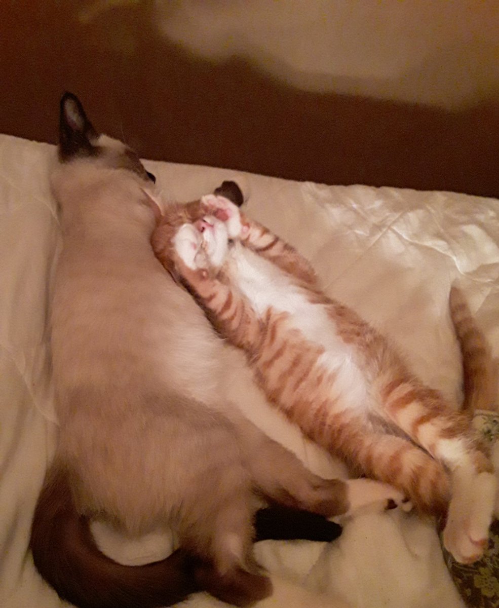 GrumpyCatSmokey's tweet photo. #catsoftwitter  #brothers  #furbaby #SmokeyBear #Simbaaa https://t.co/2NEesMuuwf