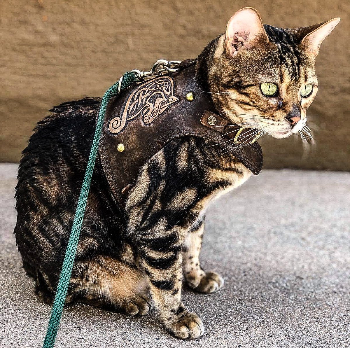 leather cat harness