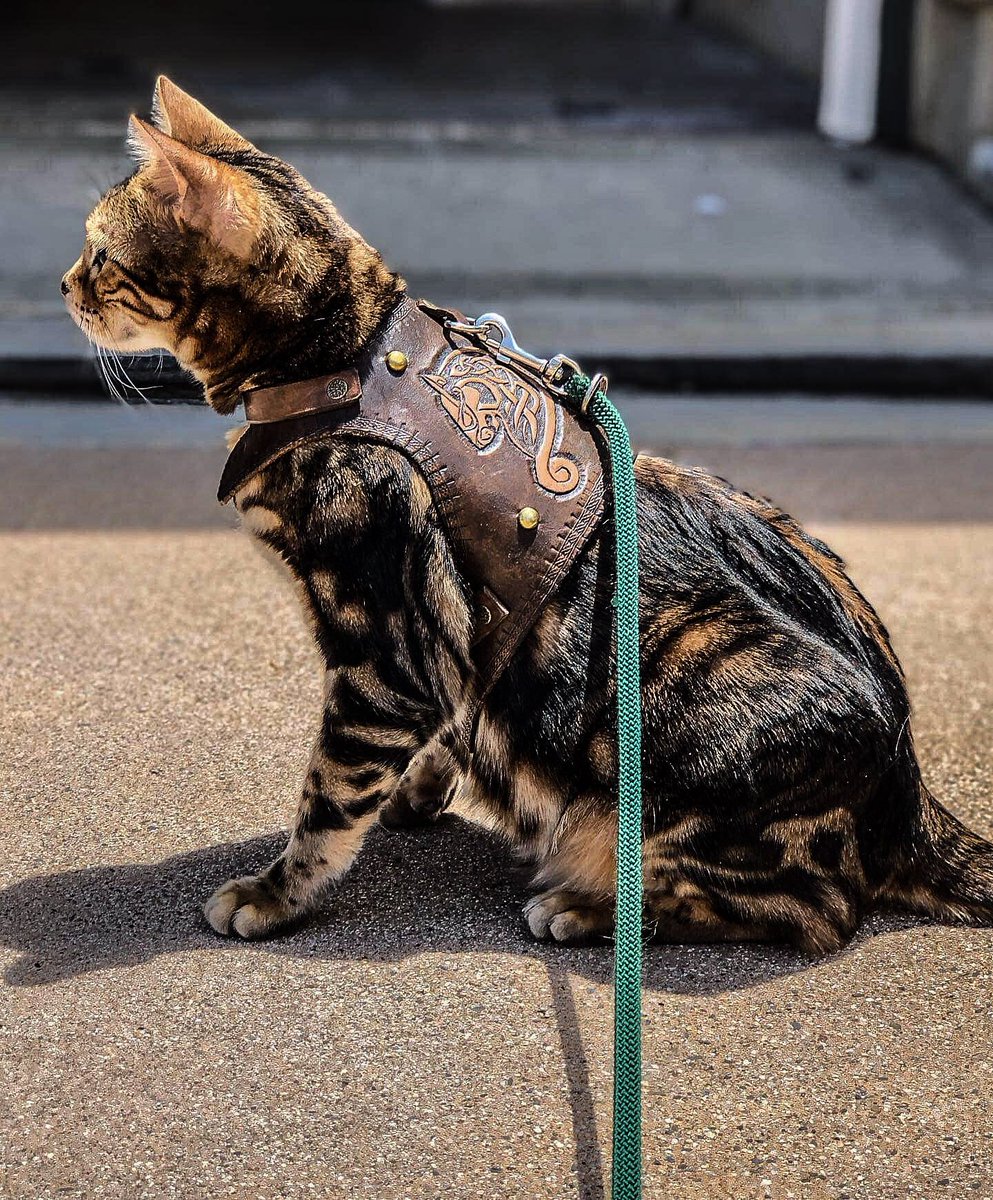 WyrdLeatherMead's tweet photo. Everyone must be prepared for battle. Check out this custom handmade leather cat harness made at our shop.
Support our small business on https://t.co/RpKGWJp9Gj
Please share and follow us (into battle) if you love cats in armor.
#keepportlandweird #pdx #catarmor #portland https://t.co/nDEmounENX