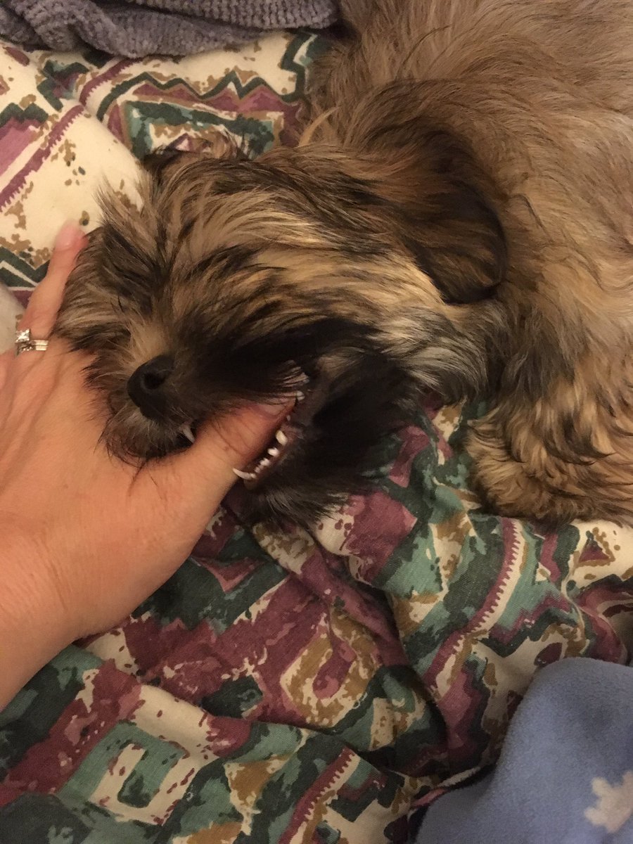 SLShockeyfan's tweet image. No, I love when the teeth penetrate the skin. #PuppyMom