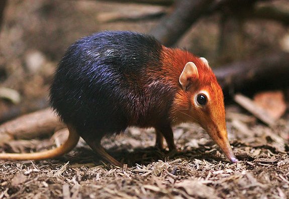 Black Shrew On Twitter Cute Wildlife Nature Sabah Mountain And Yes They Re An Endangered Species Please Search On Google Or Wikipedia To Search For Info It S Black Shrew Only Available Around Mount