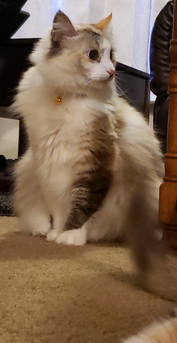 weimeows's tweet photo. #excuseme #newbell #NEW #beautiful https://t.co/nys7EyJHFB