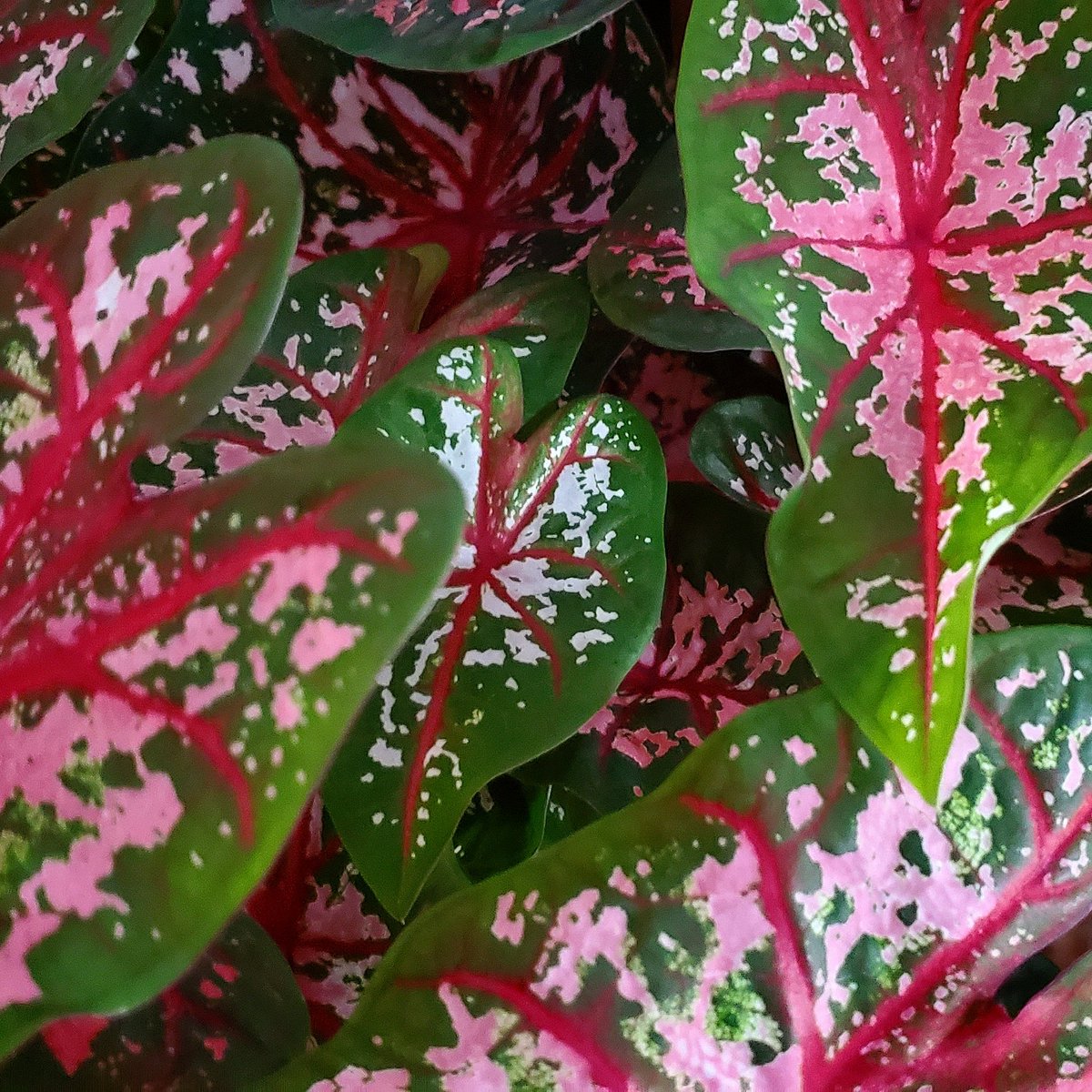 ThrasherAquatic's tweet photo. I want to get lost in these Caladiums. I'm going in, no one come find me https://t.co/hSXNSmLp3h