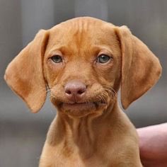 Phia9918's tweet photo. Me watching Hannah      Me realizing 
probably pick Jed            it means         tomorrow:                         Tyler C. is                     #TheBachelorette            single: https://t.co/ix7iAOb9RV