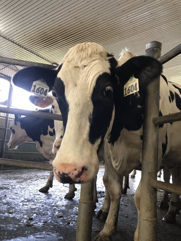 SherriCroft3's tweet photo. This girlโs expression gets me every time
.
.
.
#agroculture #canadiandairy #agropur #holsteincanada #novascotia #dairyproud #agher #womeninagriculture #milk https://t.co/Sl1r4C1tDO