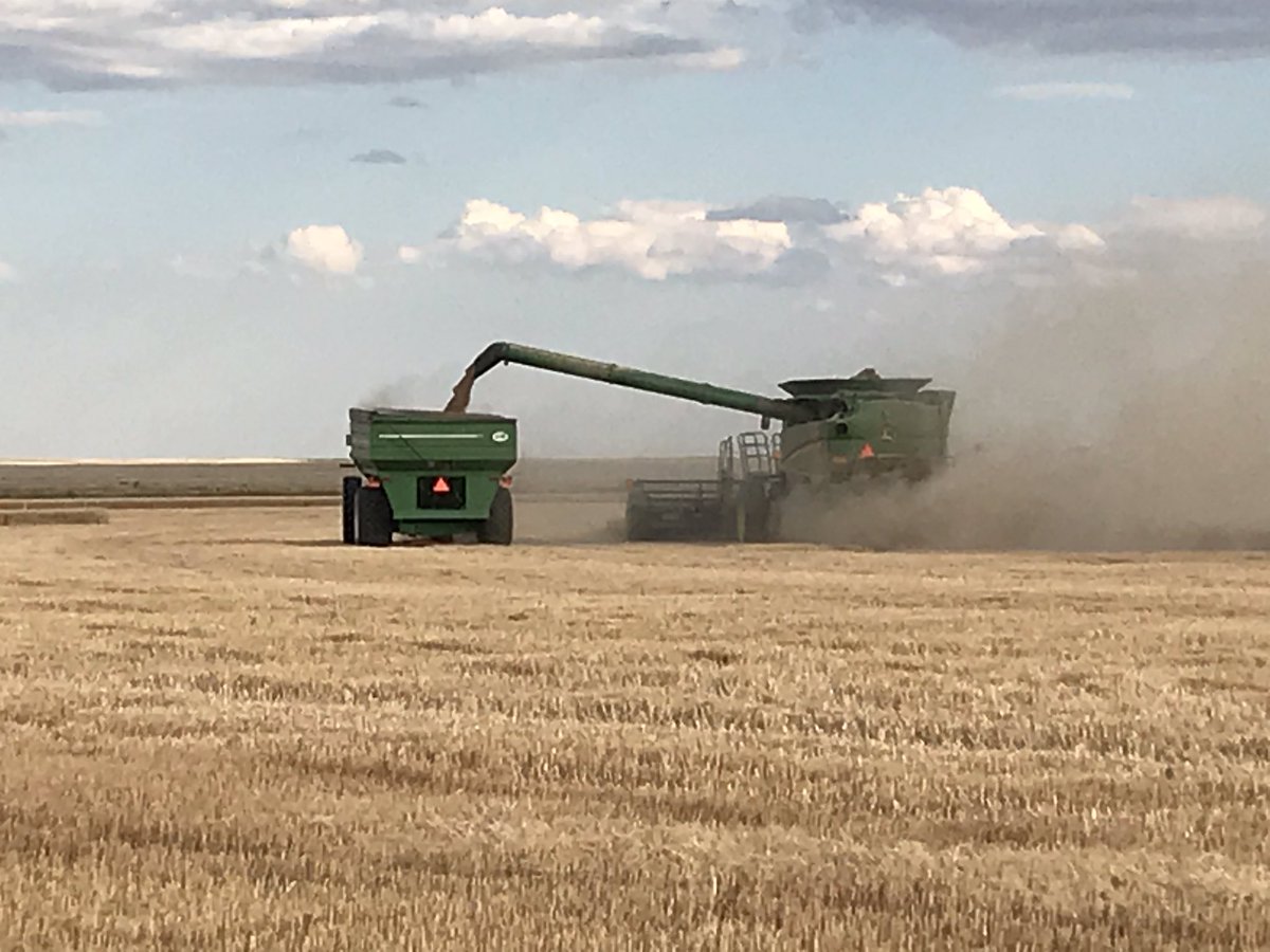 #Harvest19 rolls on at #ArnuschFarms. We continue to grind away at some really good wheat, but not so hard that we forget to enjoy our Colorado sunsets. 

#ItsWhyWeLiveHere
#GreatWheat
#TheEndIsNear