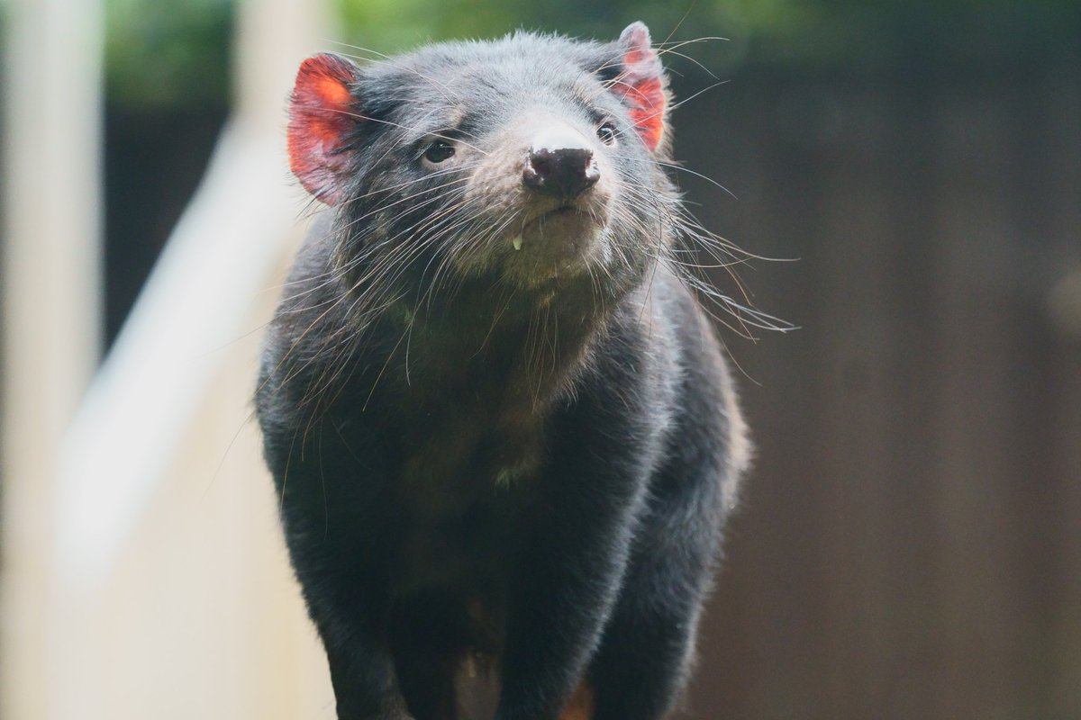 シュウ どんな角度もかわいい タスマニアデビル 多摩動物公園