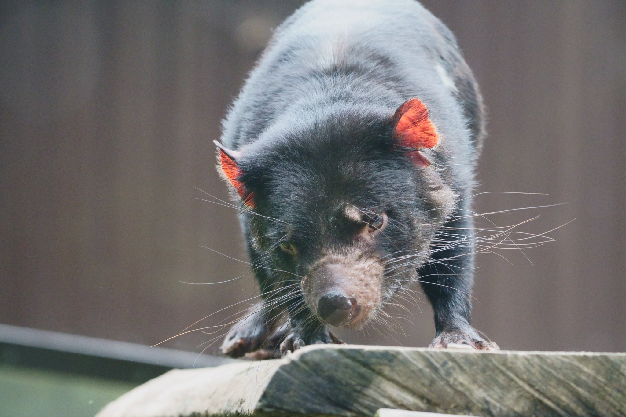 シュウ どんな角度もかわいい タスマニアデビル 多摩動物公園 T Co Yhbosxv2rn Twitter