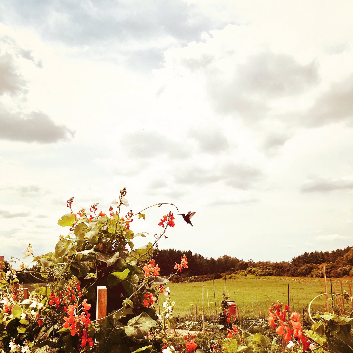 A. H. Community Farm tweet media