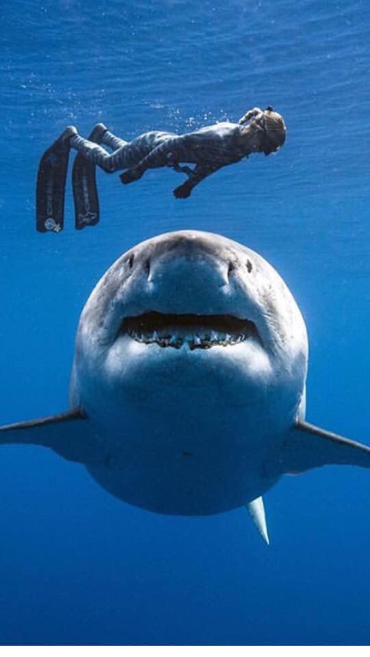 psmith1162's tweet photo. #sharkafterdark #Sweepstakes question #robriggle  how many sighting of #Deepblue have there been since #Deepblue first appeared. https://t.co/o5VWAyiW9g