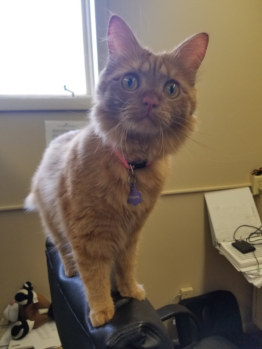snapsthecat's tweet photo. hi https://t.co/1b4hQafzGl