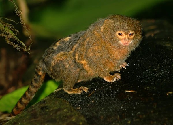 n2teaching's tweet photo. Paleontologist research team discover a small, hamster-sized #NewWorldMonkey on the shores of the #PeruvianAmazon. It is just larger than this tiny marmoset in the picture below. https://t.co/K6tlMobH0J #EvolutionaryPast #EarthScience https://t.co/ADHdacv5p8