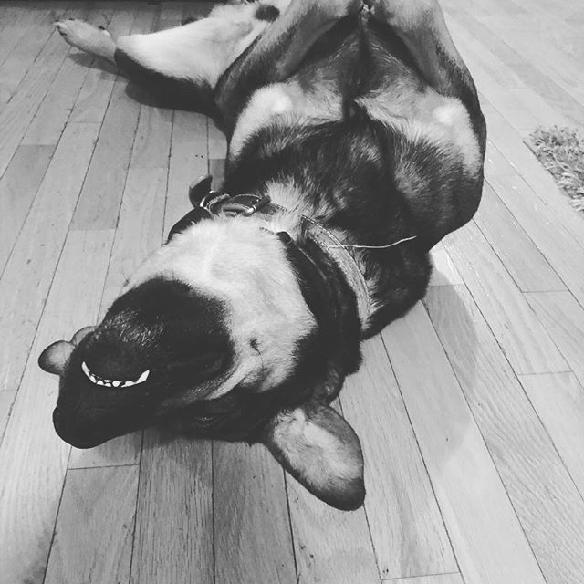ResetMode_'s tweet photo. I luv my Mac :) <3 #lovedogs #dogs #gamer #gamerboy #youtube #twitter #bored #mac #games https://t.co/9RuN8gpWE6