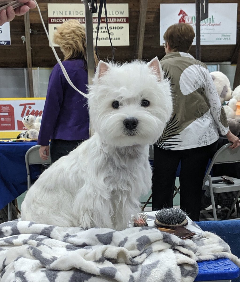 westieacct's tweet photo. Miss Paris recently used @embarkvet Happy to report she’s very healthy with no genetic issues! #responsiblebreeder #purebreddogs https://t.co/83nddIzdSS